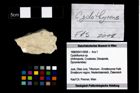 Foto (Objekt + Etikett) von Cyclothyreus sp.  (NHMW-GEO-1990-0041-2668)